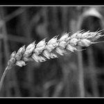 klas hodimu pred kombajnem