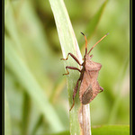 "už se nechci fotit slečno, vlezte mi na záda!"