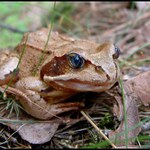 To snad není pravda! Modrý oči?