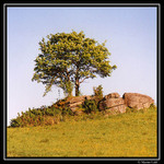 Stromofka...na hranicích s Rakouskem