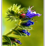 Z naší zahrádky...