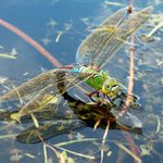 Anax Imperator
