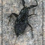 Splešťule blátivá