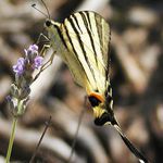 otakárek a levandule2