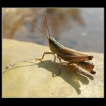 Horse - zvíře připraveno k letu