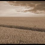 prochazka do poli...