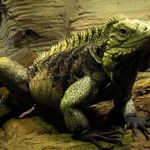 ...poslední z trilogie draků