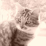 Pokus o portrét kočky