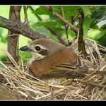 Mamka na hnízdě - díl 2