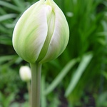 Tulipán