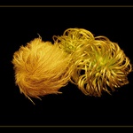 clematis