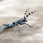 Rosalia alpina