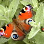 Inachis io