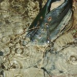 bota