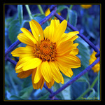 Konečně na svobodě