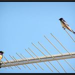 Pepoooooo, jakej je u tebe prijem?