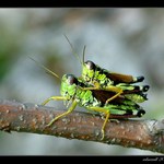 Nasadať a ide sa...