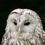 Puštík bělavý-portrét