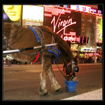 Když kůň, tak na Broadwayi