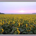 ..otáčí se za sluncem