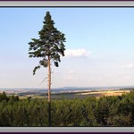 Strom který přežil