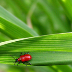 Broučí dálnice....