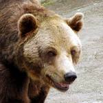 Naša najväčšia šelma