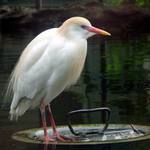 Aj na poklope sa dá žiť