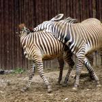 Láska ma rôzne podoby