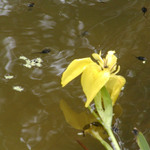 A skutečné jaro je tu ...