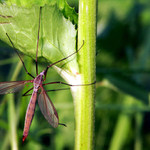 a to jsem šel fotit daňky!!!