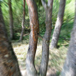 Jak se množí stromy :-)