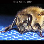 Predator alias krásná včelka na nádherný modrý barvě