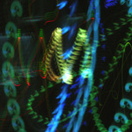 Večerní snění...