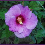 Čínská růže (Ibišek)