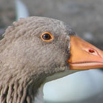Turecky ptak