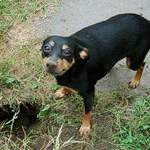 Zdrhla mi myš, co teď? Pomooooooc !!!