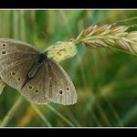 butterfly II.