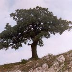Moravská bonsai
