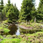 rašeliniště v nejvíce zničených lesích