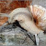 PAN ŠNEK - prosím...