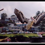 Vyplaseny Pelikan...