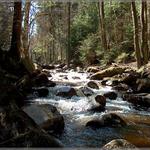 Jeden z potoků na Sokolovsku