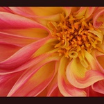 Pro všechny dívky na PP