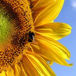 Slunečnice po XXVI-té ;o)