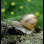 S karavanem na cestách ...