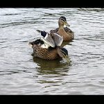 Připravit ke startu...