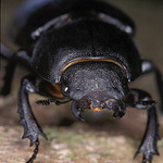 Roháč obecný (samička)