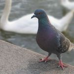 Do vody nikdo nesmí, teď se koupou labutě.