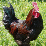Cock